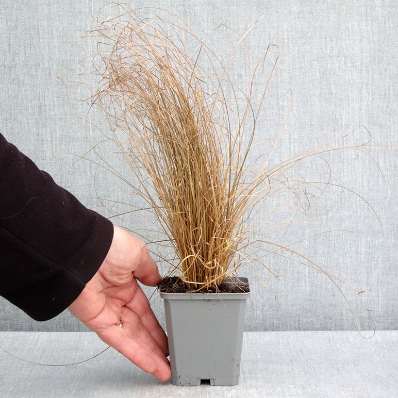 Carex comans Bronco Maceta de 8/9 cm Ejemplar entregado en la primavera