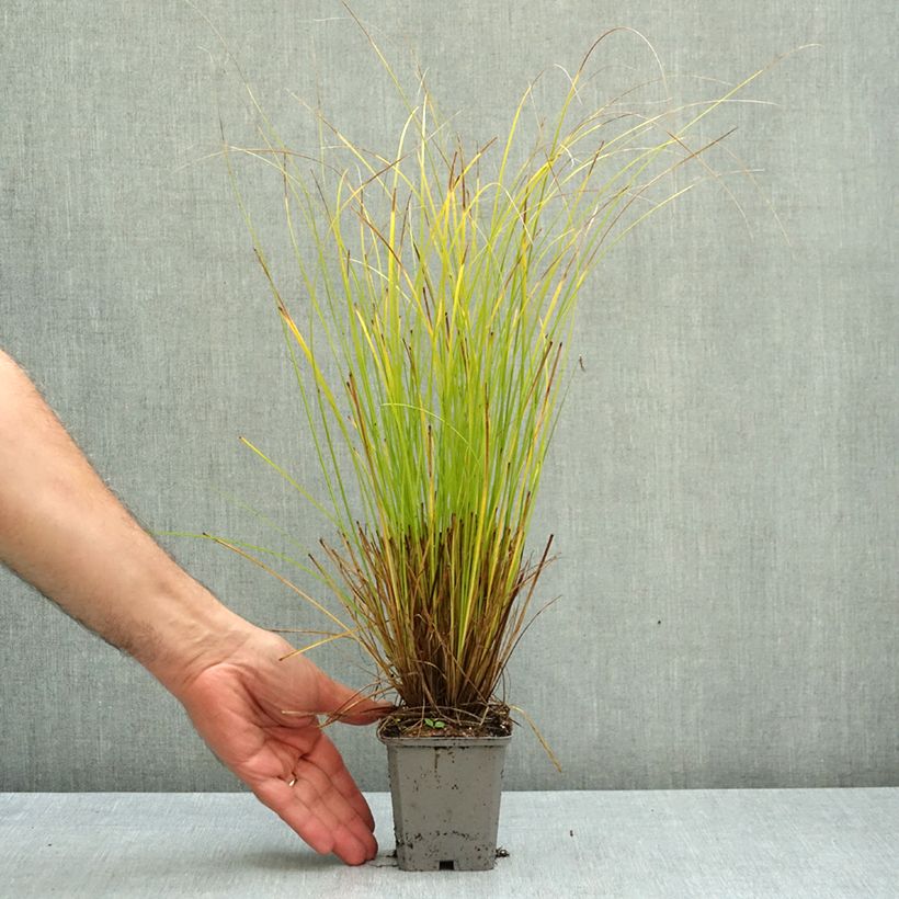 Ejemplar de Carex comans Phoenix Green Maceta de 8/9 cm entregado en otoño