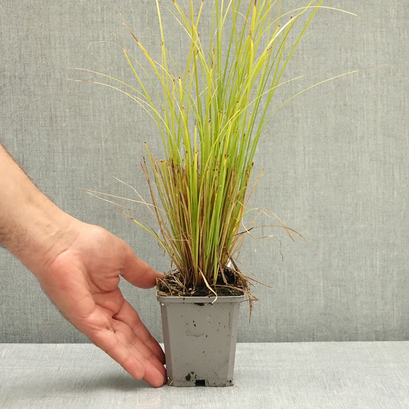 Ejemplar de Carex comans Phoenix Green Maceta de 8/9 cm entregado en verano