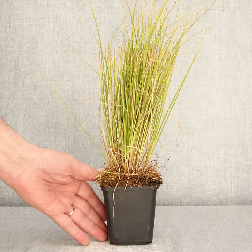 Carex comans Phoenix Green Maceta de 8/9 cm Ejemplar entregado en la primavera