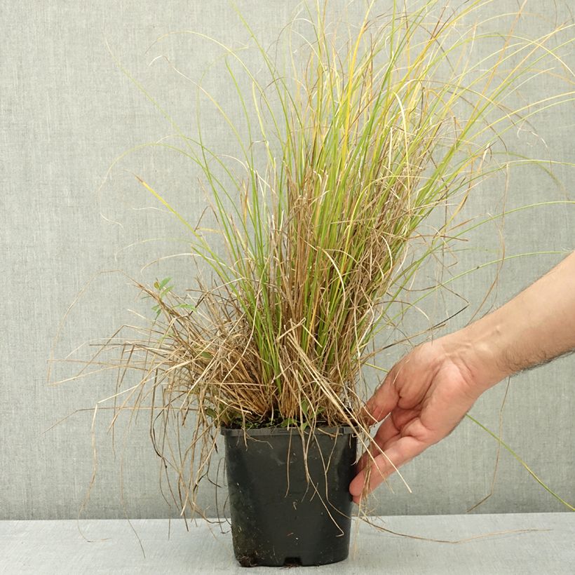 Ejemplar de Carex comans Phoenix Green Maceta 1,5L/2L entregado en otoño