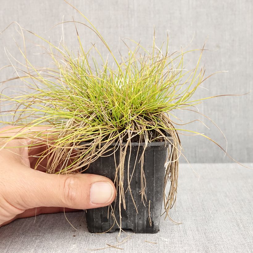Ejemplar de Carex davalliana Maceta de 8/9 cm entregado en otoño