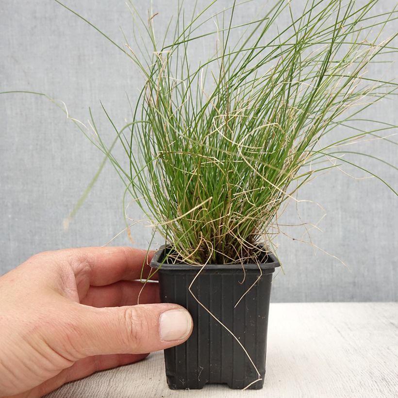 Carex davalliana Maceta de 8/9 cm Ejemplar entregado en la primavera