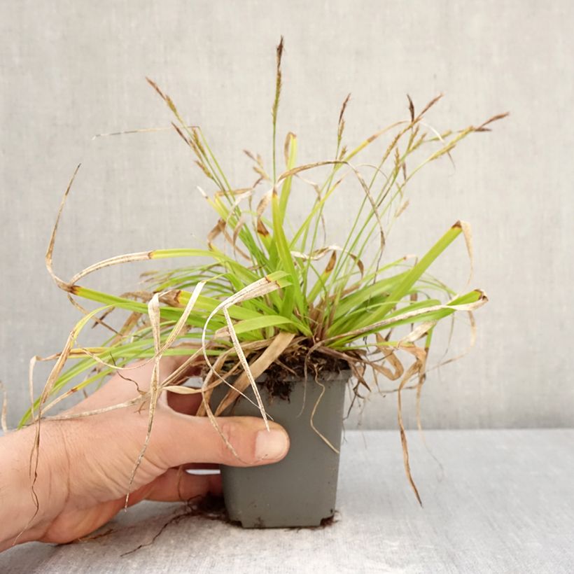 Carex oshimensis EverColor Everlite Maceta de 8/9 cm Ejemplar entregado en la primavera