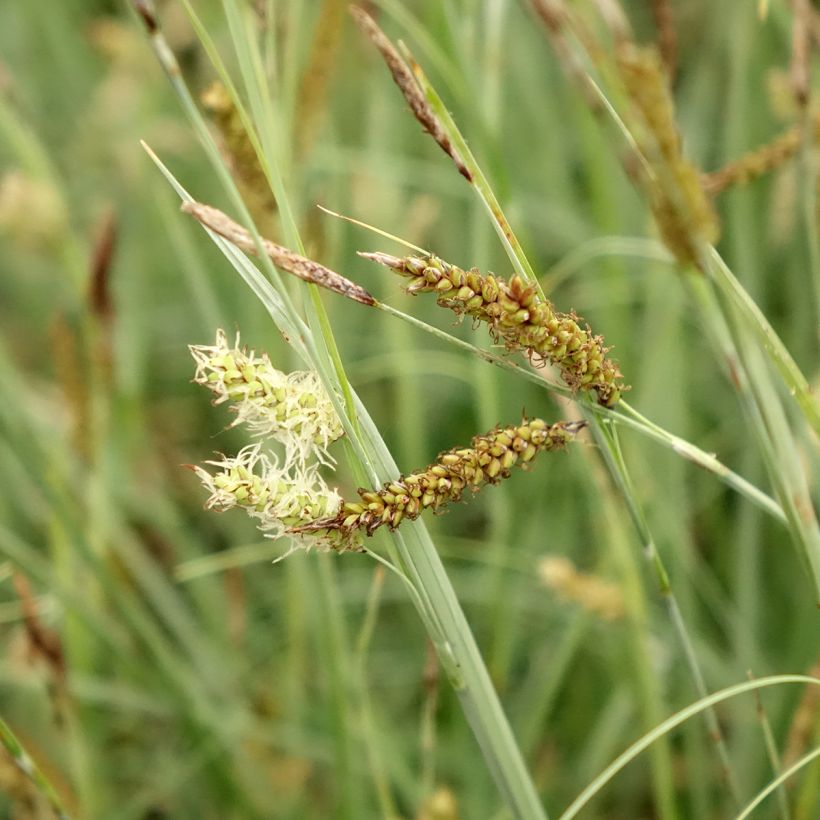 Carex flacca Blue Zinger (Floración)