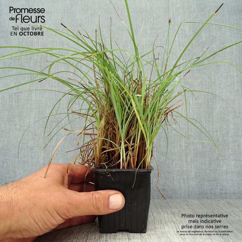 Ejemplar de Carex flacca Blue Zinger Maceta de 8/9 cm entregado en otoño