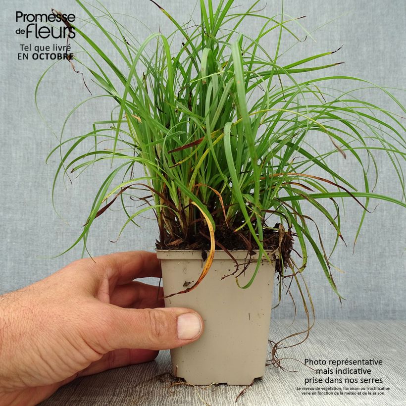 Ejemplar de Carex flacca Maceta de 8/9 cm entregado en otoño