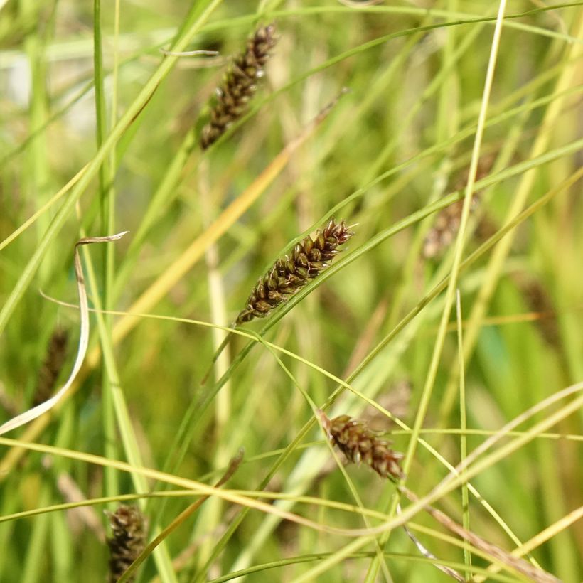 Carex flagellifera Kiwi (Floración)