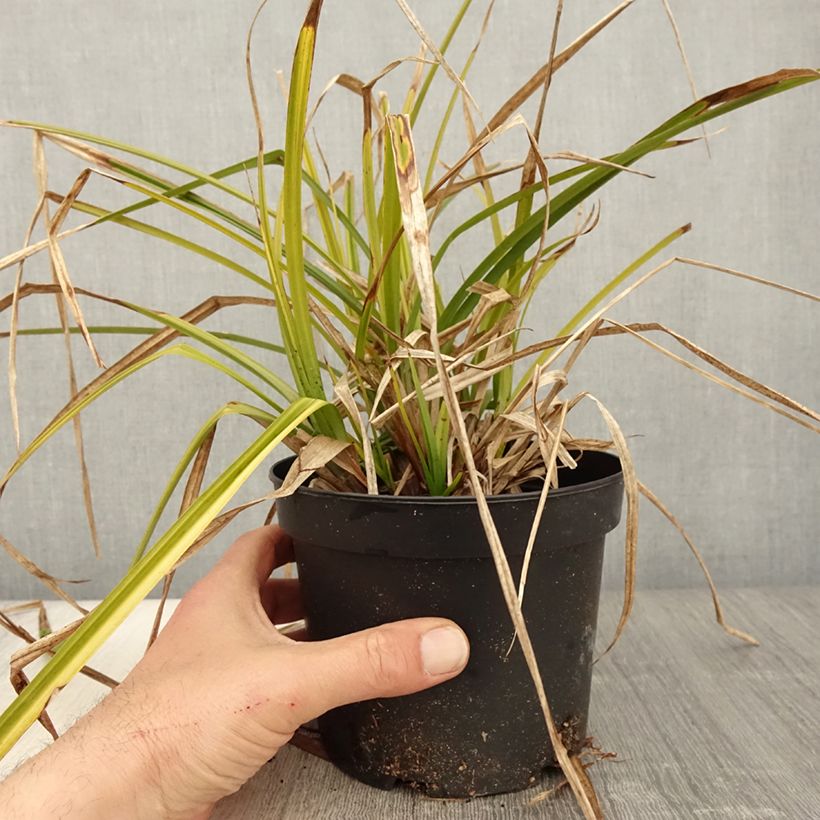 Carex grayi Maceta 2L/3L Ejemplar entregado en la primavera