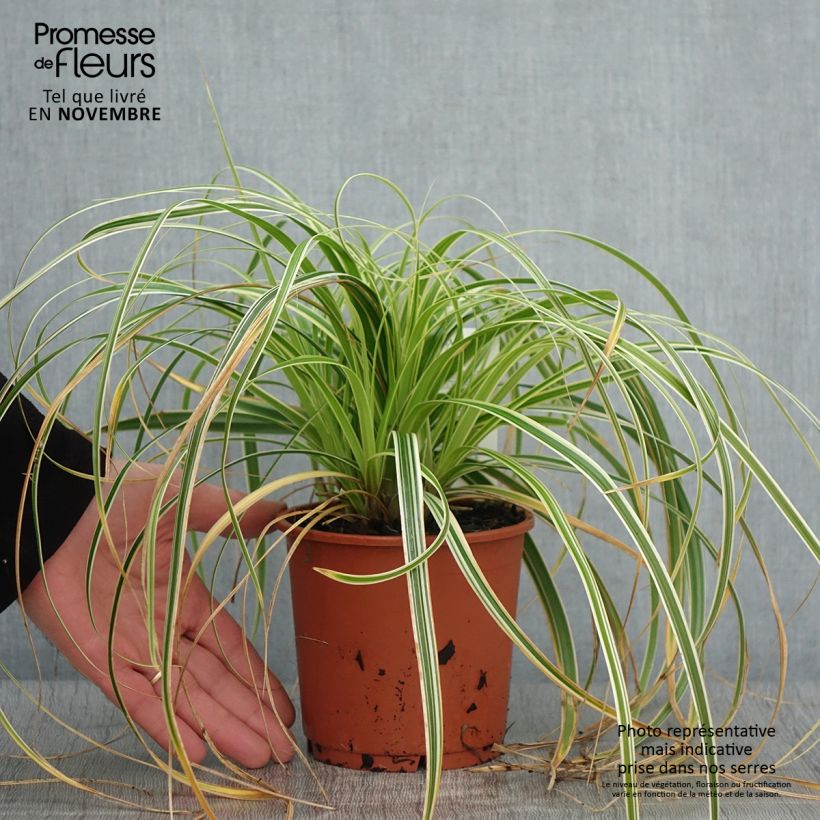 Ejemplar de Carex oshimensis Feather Falls Maceta 1L/1,5L entregado en otoño