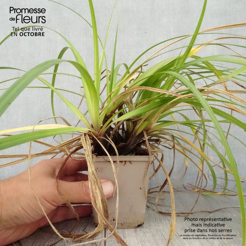 Ejemplar de Carex oshimensis Feather Falls Maceta de 8/9 cm entregado en otoño