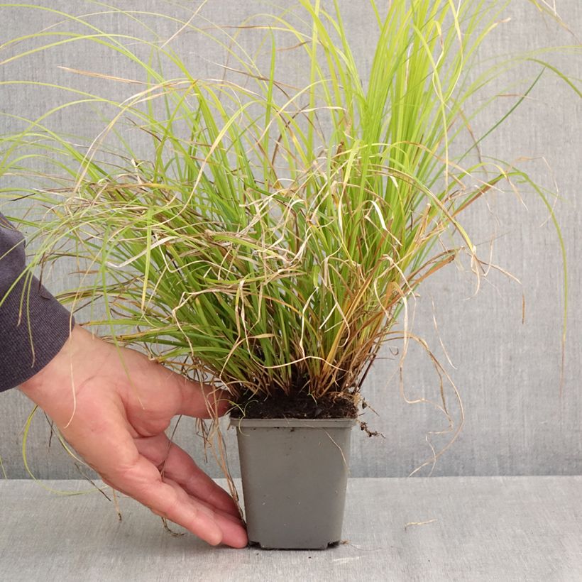 Ejemplar de Carex lenta Osaka Maceta de 8/9 cm entregado en otoño