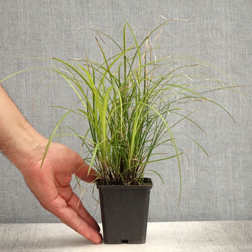 Ejemplar de Carex lenta Osaka Maceta de 8/9 cm entregado en verano