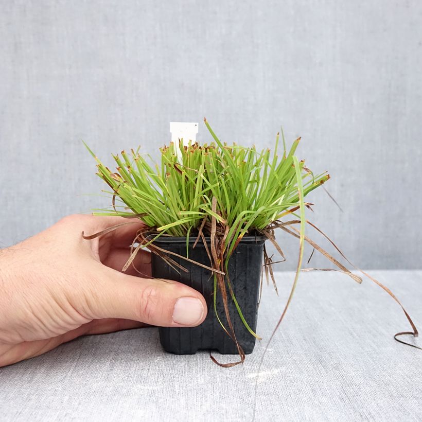 Ejemplar de Carex montana Maceta de 8/9 cm entregado en otoño