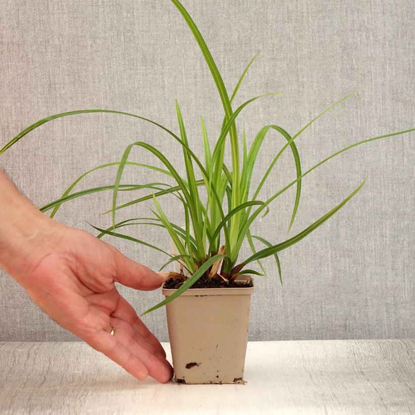 Ejemplar de Carex foliosissima Irish Green Maceta de 8/9 cm entregado en verano
