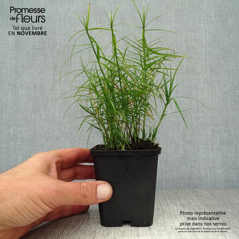 Ejemplar de Carex muskingumensis Little Midge Maceta de 8/9 cm entregado en otoño