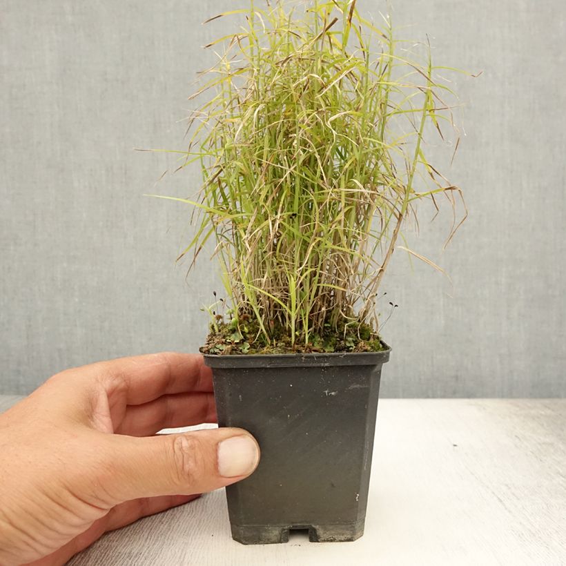 Ejemplar de Carex muskingumensis Little Midge Maceta de 8/9 cm entregado en verano