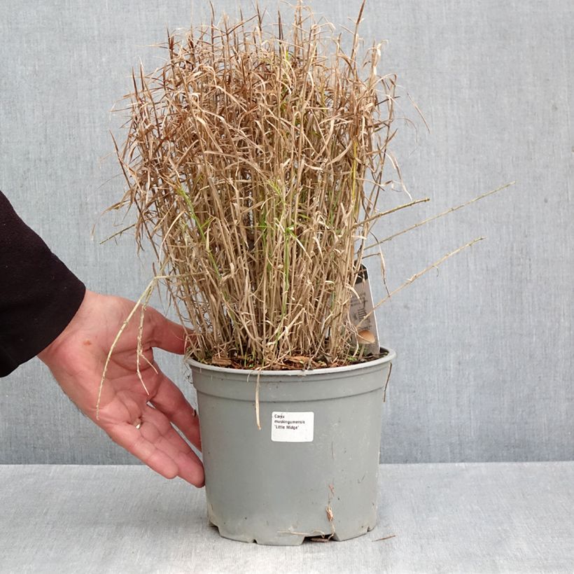 Ejemplar de Carex muskingumensis Little Midge Maceta 3L/4L entregado en otoño