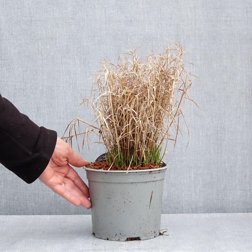 Carex muskingumensis Little Midge Maceta 3L/4L Ejemplar entregado en la primavera