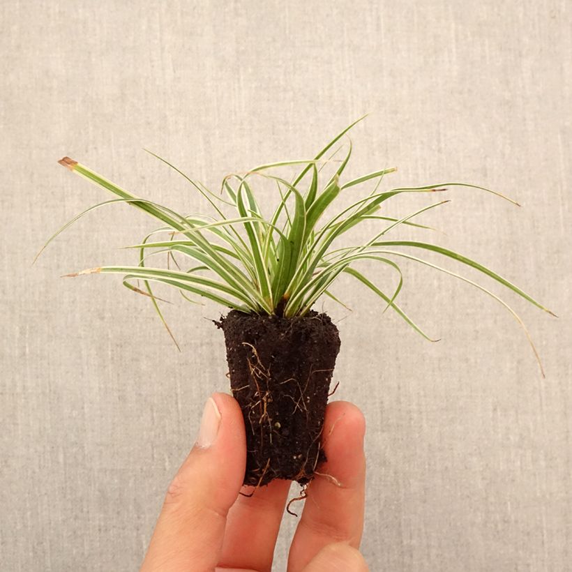 Ejemplar de Carex oshimensis Everest minicepellón: Ø 3/4 cm entregado en otoño