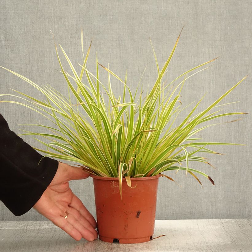 Ejemplar de Carex oshimensis Everglow Maceta 1,5L/2L entregado en otoño