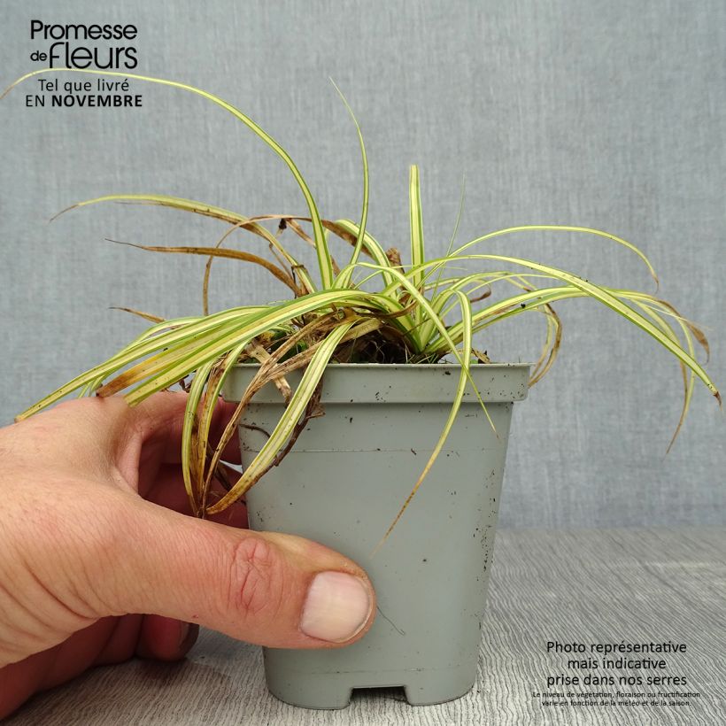 Ejemplar de Carex oshimensis Evergold Maceta de 8/9 cm entregado en otoño