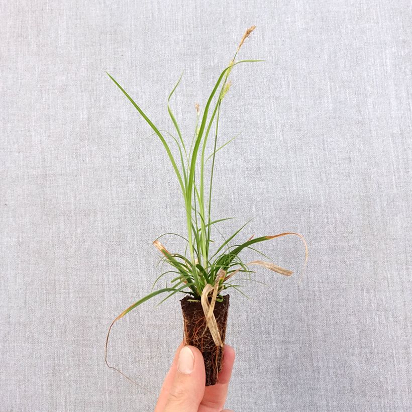 Carex oshimensis EverColor Everlime minicepellón: Ø 3/4 cm Ejemplar entregado en la primavera