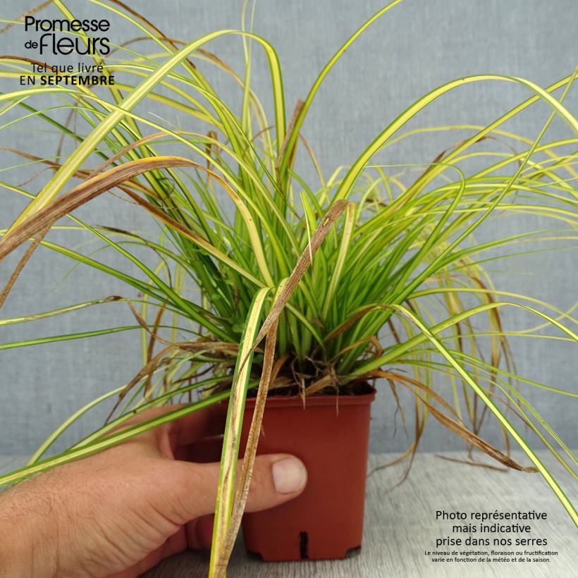 Ejemplar de Carex oshimensis EverColor Eversheen Maceta de 8/9 cm entregado en verano