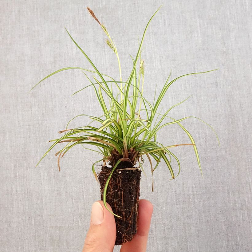 Carex oshimensis EverColor Eversheen minicepellón: Ø 3/4 cm Ejemplar entregado en la primavera