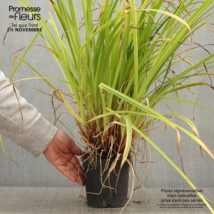 Ejemplar de Carex pendula Maceta 2L/3L entregado en otoño