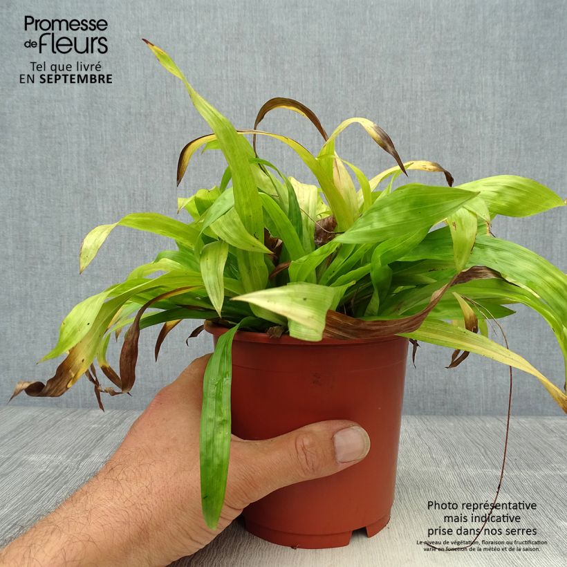 Ejemplar de Carex plantaginea Maceta 1L/1,5L entregado en otoño