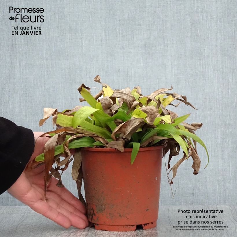 Carex plantaginea Maceta 1L/1,5L Ejemplar entregado en invierno