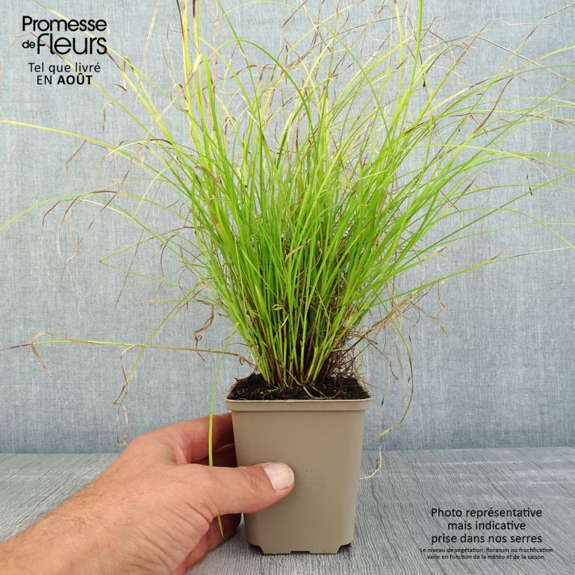 Ejemplar de Carex remota Maceta de 8/9 cm entregado en verano