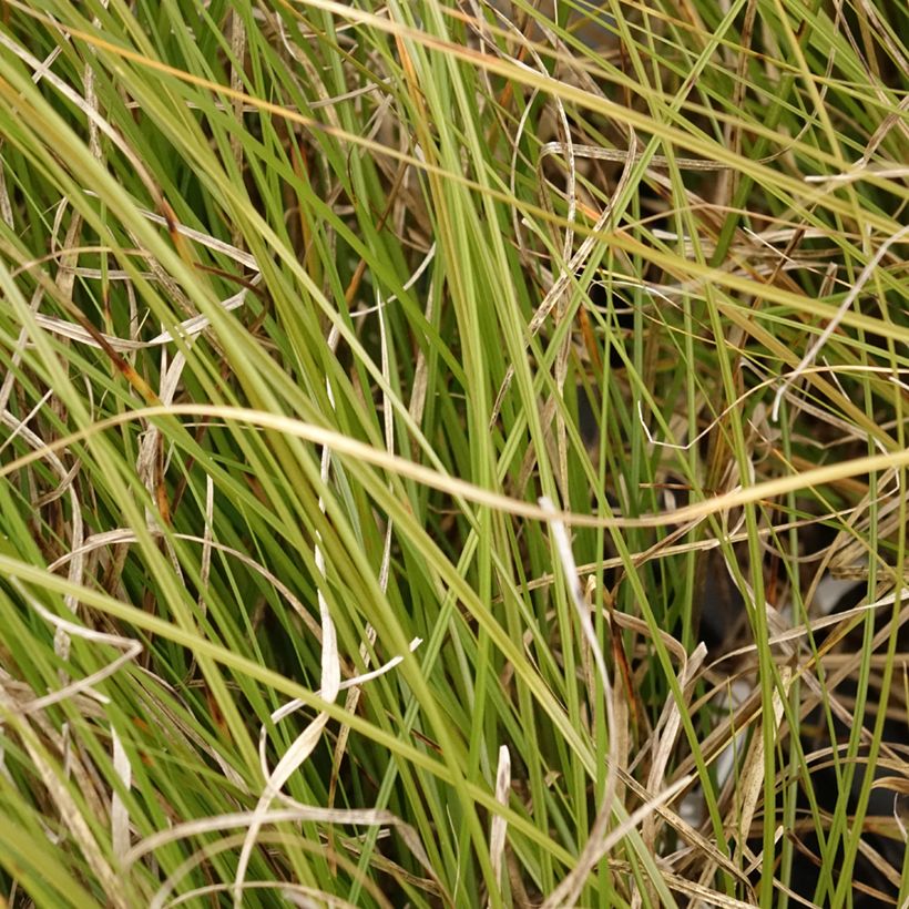 Carex secta - Cárice (Follaje)