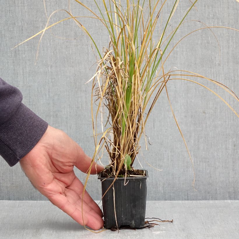 Ejemplar de Carex secta - Cárice Maceta de 8/9 cm entregado en otoño
