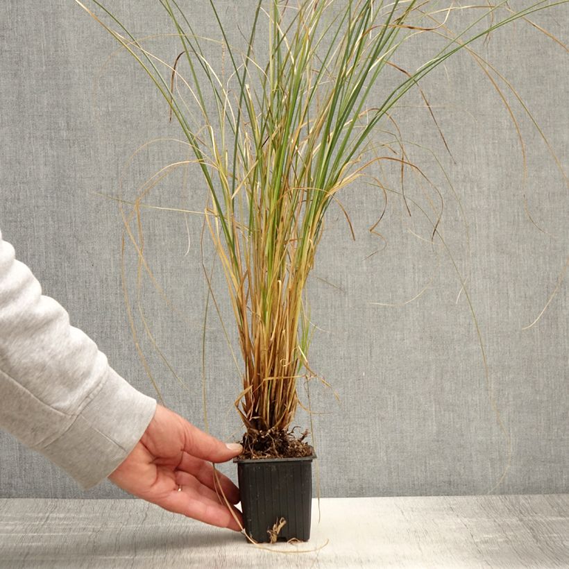 Carex secta - Laîche Maceta de 8/9 cm Ejemplar entregado en la primavera