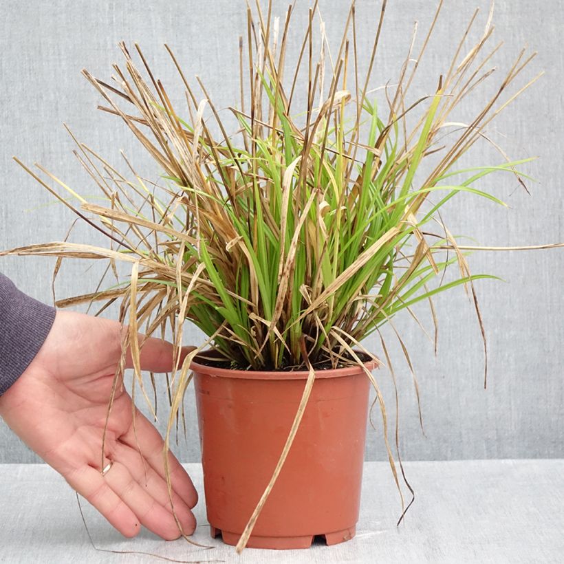 Ejemplar de Carex sylvatica Maceta 1L/1,5L entregado en otoño