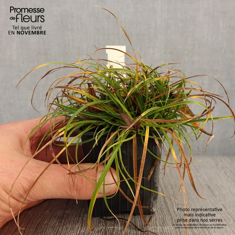 Ejemplar de Carex umbrosa Maceta de 8/9 cm entregado en otoño