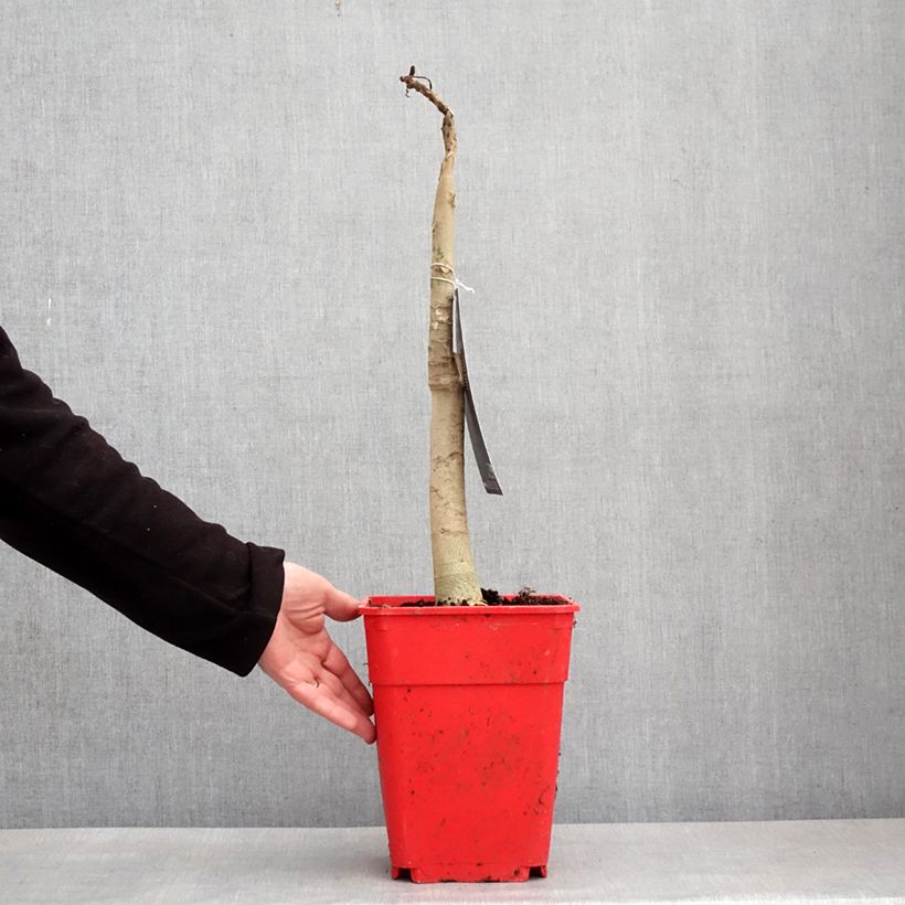 Papaya - Carica papaya Maceta 6L/7L Ejemplar entregado en invierno