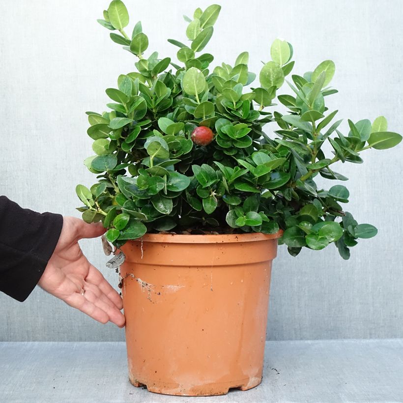 Ejemplar de Carissa macrocarpa Prostrata - Ciruelo de Natal Maceta 3L/4L entregado en otoño