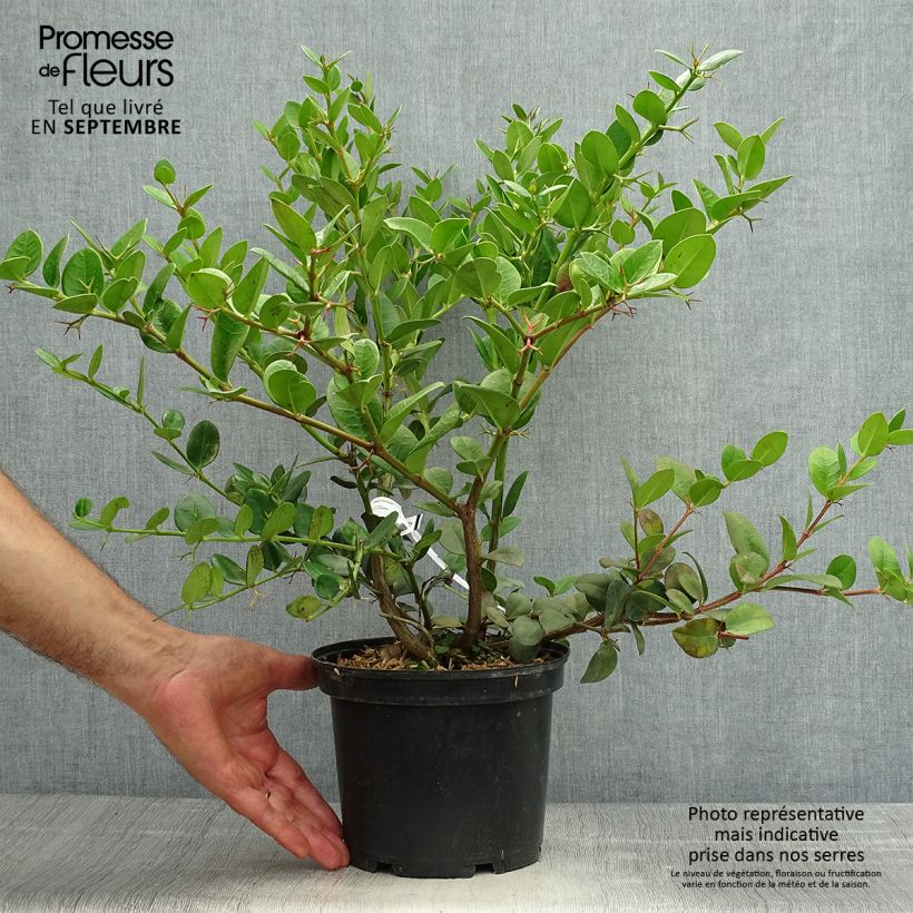 Ejemplar de Carissa macrocarpa - Ciruelo de Natal Maceta 2L/3L entregado en otoño