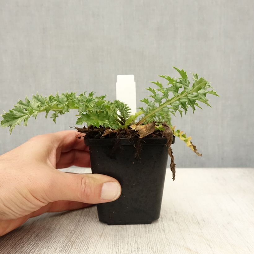 Ejemplar de Carlina acaulis subsp. simplex Bronze Maceta de 8/9 cm entregado en otoño
