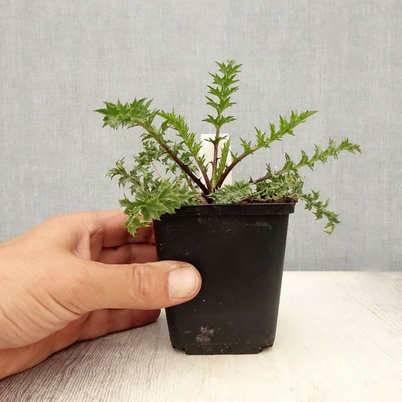 Ejemplar de Carlina acaulis subsp. simplex Bronze Maceta de 8/9 cm entregado en verano
