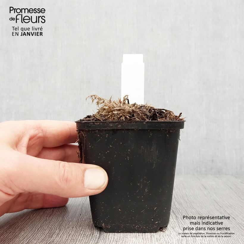 Carlina acaulis subsp. simplex Bronze Maceta de 8/9 cm Ejemplar entregado en invierno