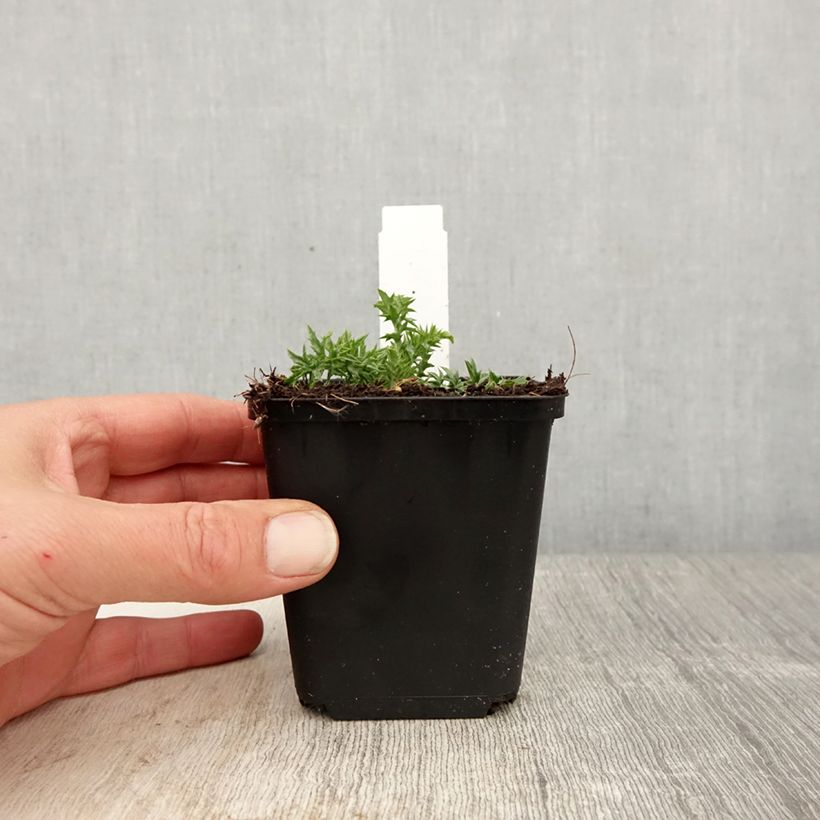 Carlina acaulis subsp. simplex Maceta de 8/9 cm Ejemplar entregado en la primavera