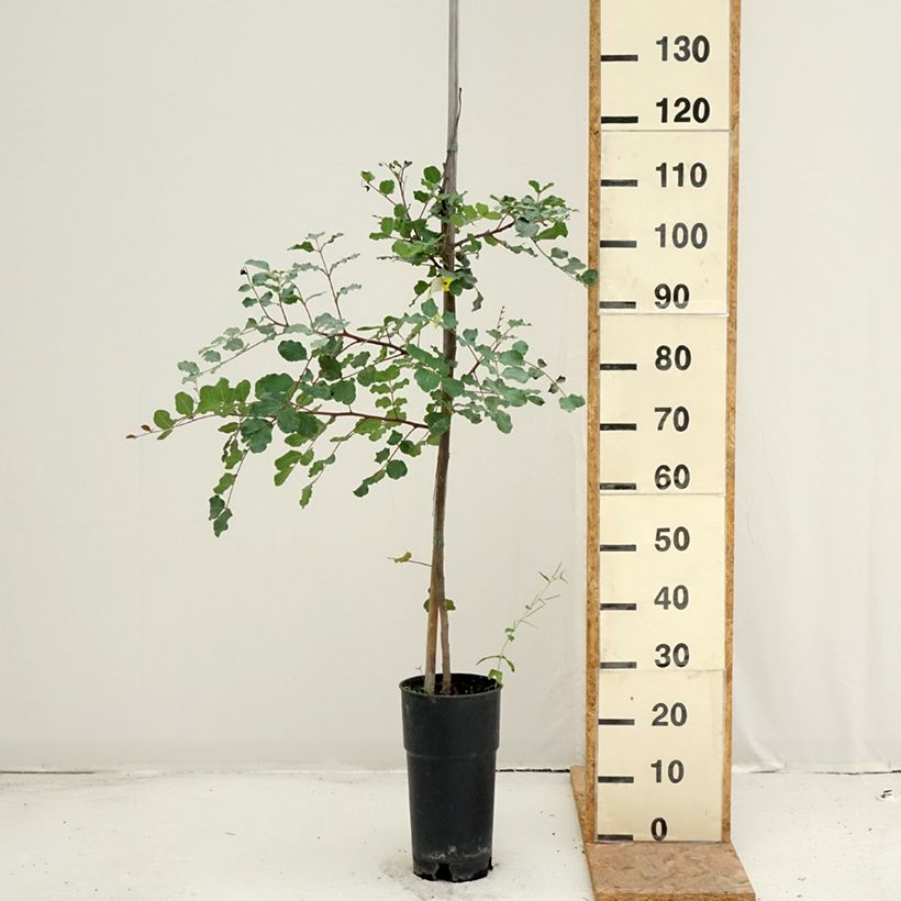 Ejemplar de Algarrobo - Ceratonia siliqua Maceta 6L/7L entregado en verano