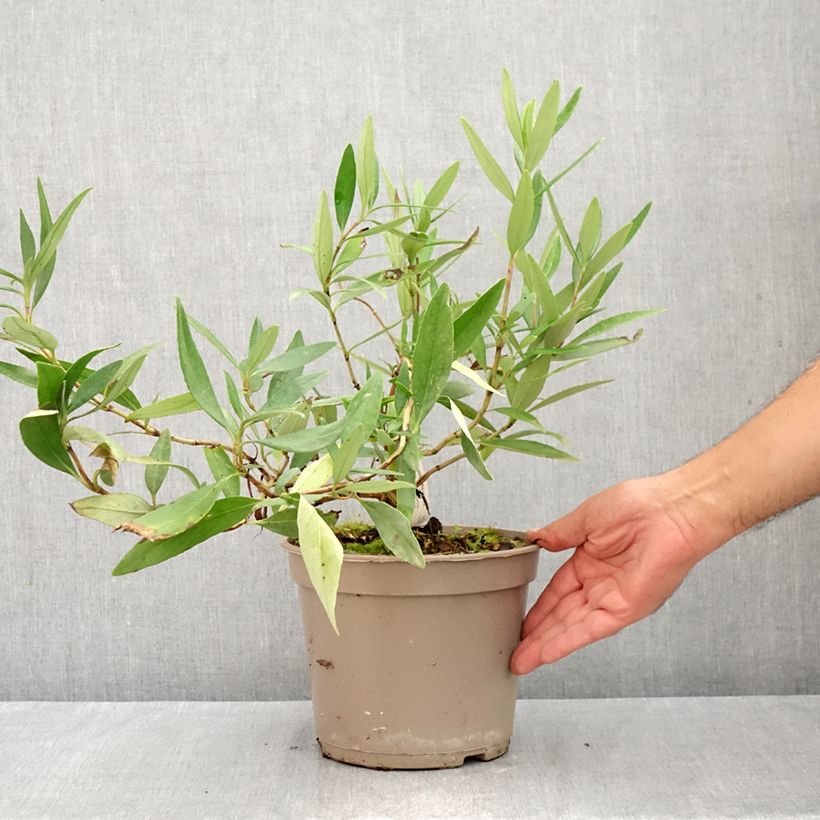 Ejemplar de Carpenteria californica - Anémona de California Maceta 3L/4L entregado en verano