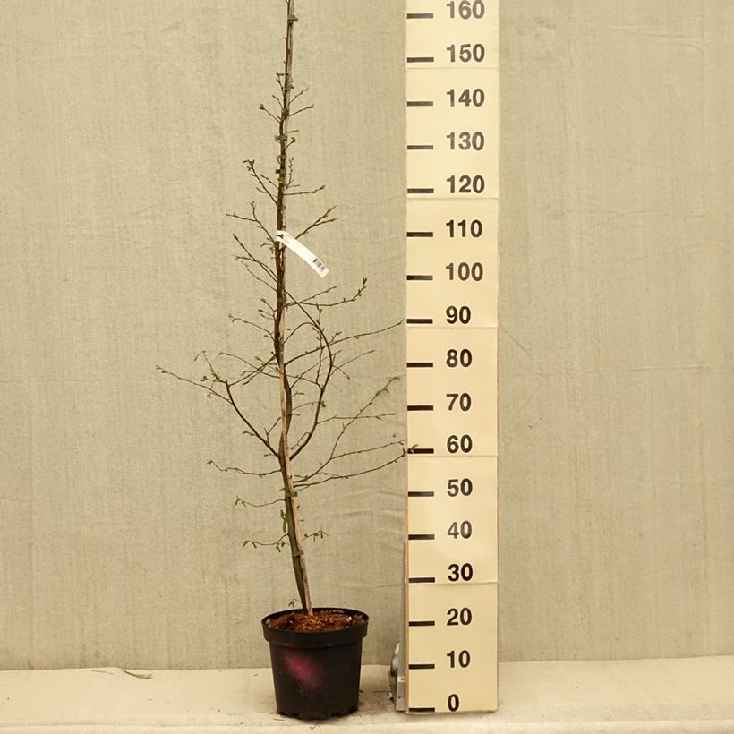 Carpe - Carpinus betulus Maceta 4L/5L Ejemplar entregado en la primavera