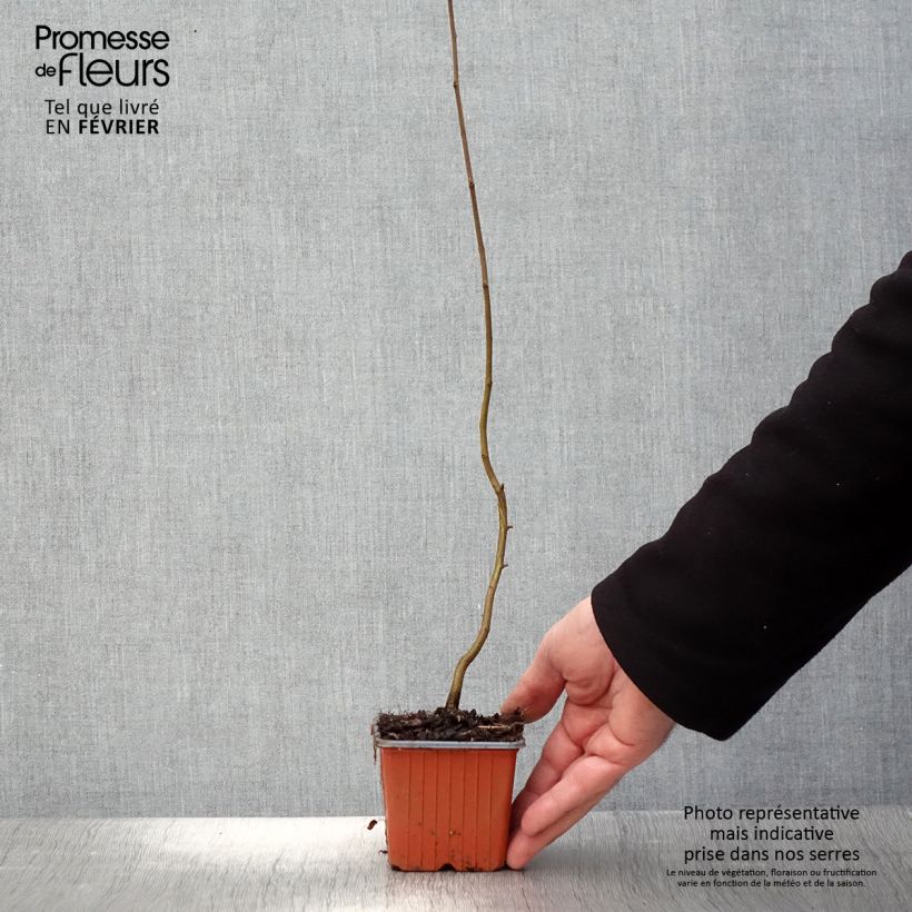 Carpe - Carpinus betulus Maceta de 8/9 cm Ejemplar entregado en invierno