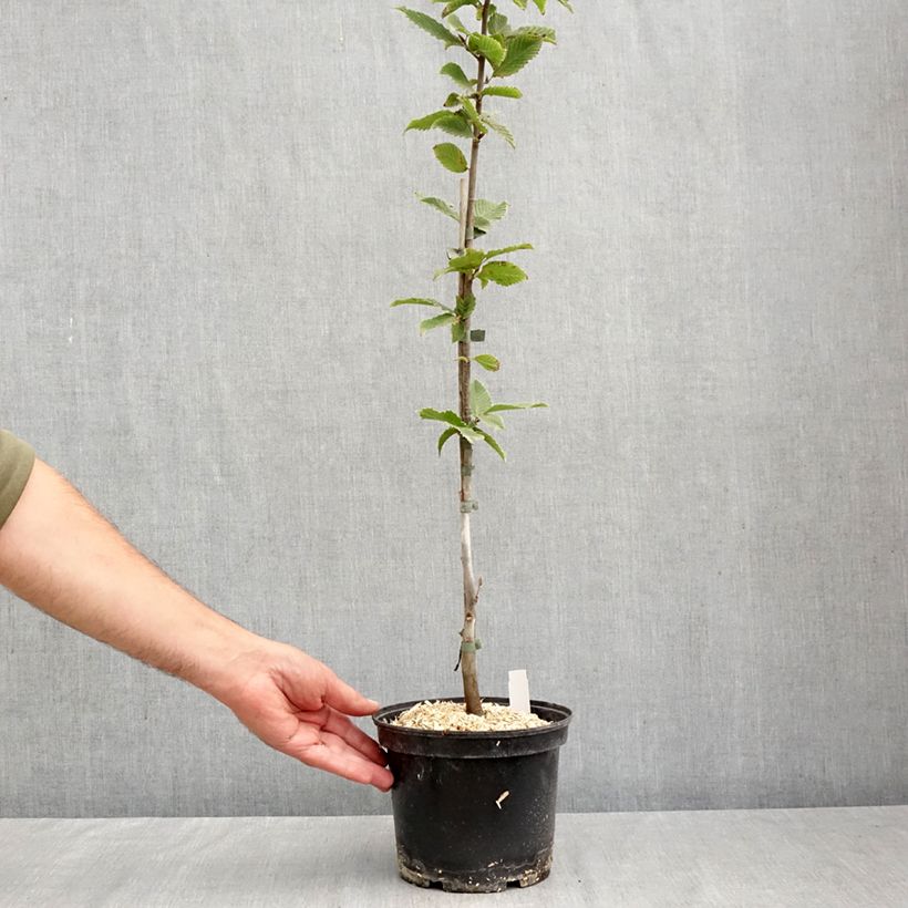 Ejemplar de Carpinus betulus A. Beeckman - Carpe Maceta 3L/4L entregado en otoño